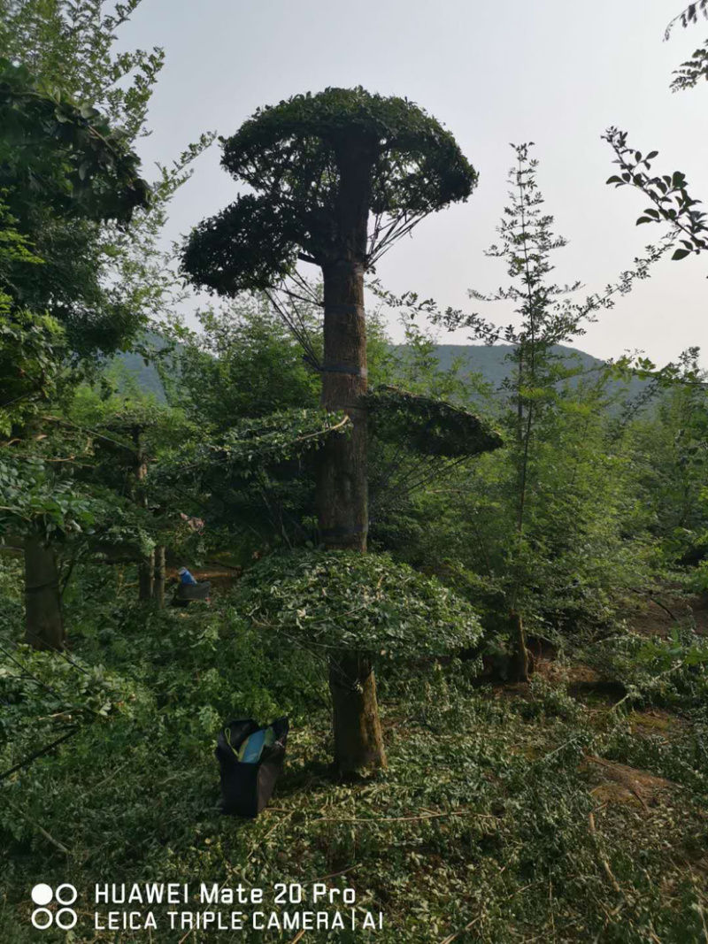 对节白蜡1-80公分都有。京山本地一手货源。