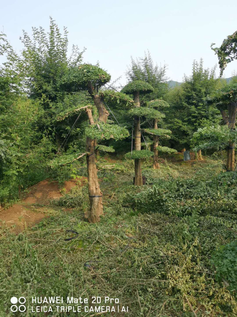 对节白蜡1-80公分都有。京山本地一手货源。