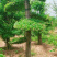 对节白蜡1-80公分都有。京山本地一手货源。