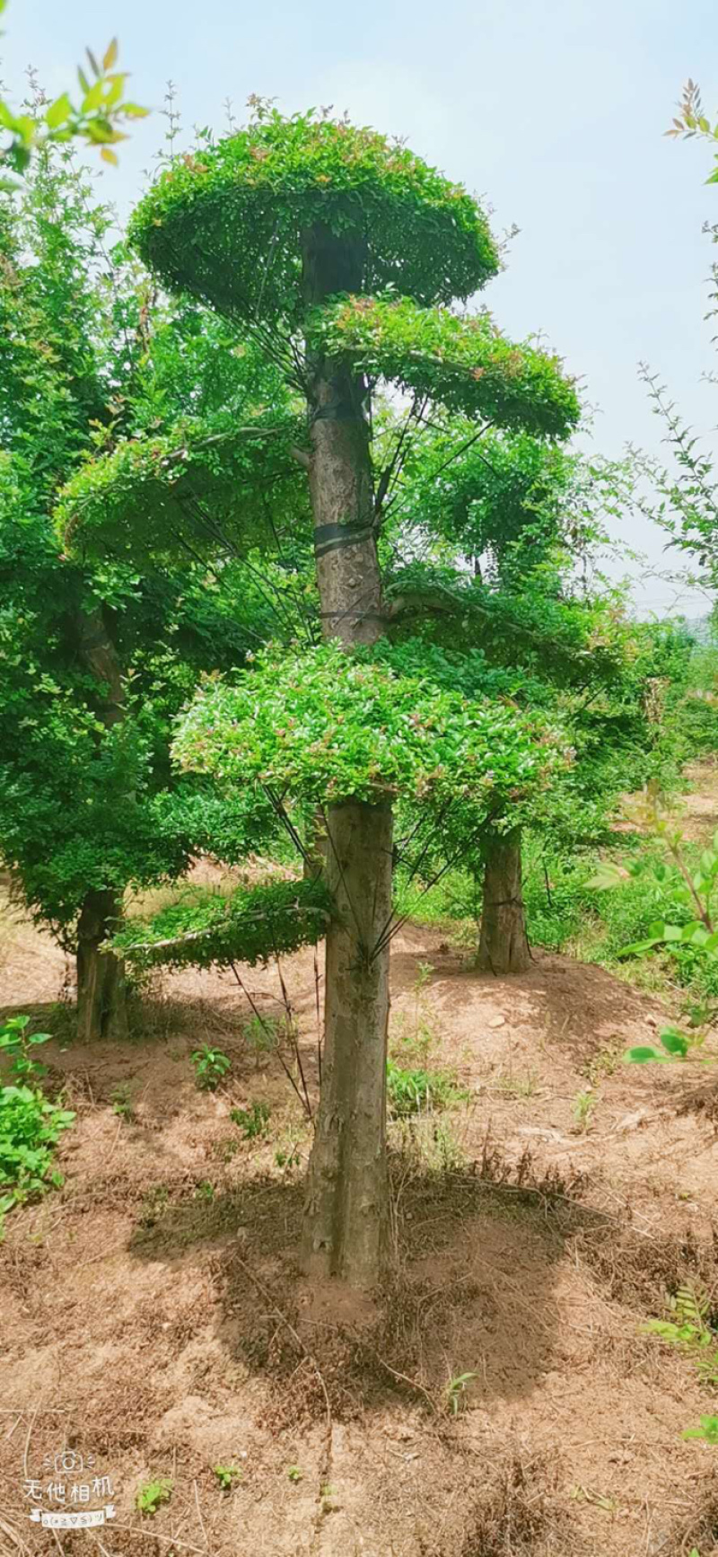 对节白蜡1-80公分都有。京山本地一手货源。