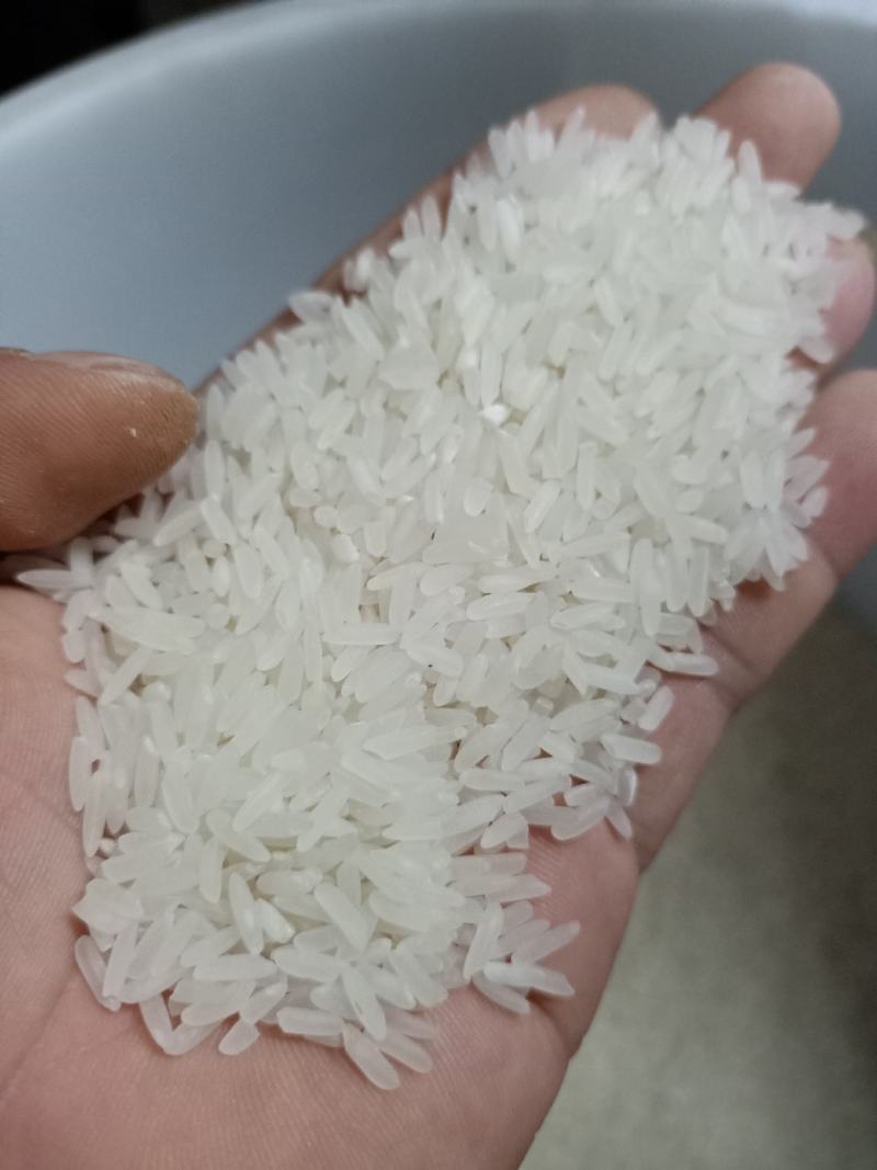 广东云浮罗定大米不抛光不打蜡油粘米