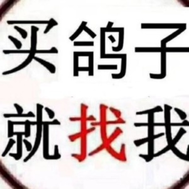 鸽子肉，白条鸽，白鸽子肉，新鲜，质量保证