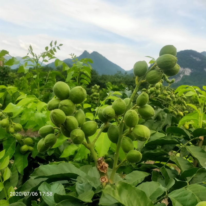 黄皮果供应桂林恭城莲花镇