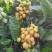 黄皮果供应桂林恭城莲花镇
