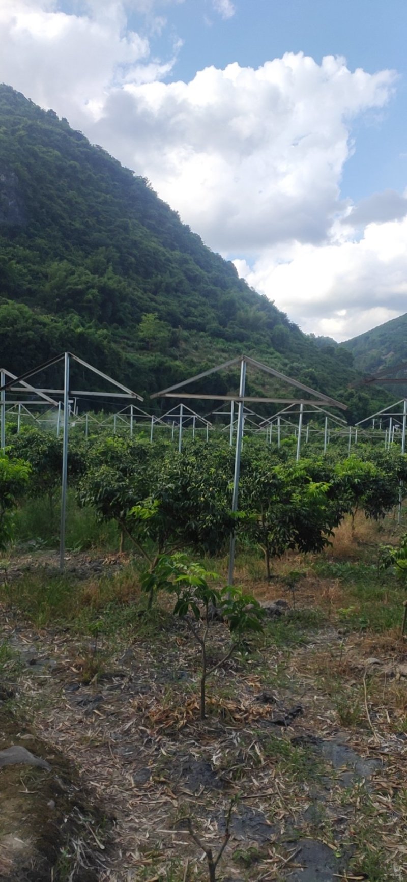 黄皮果供应桂林恭城莲花镇