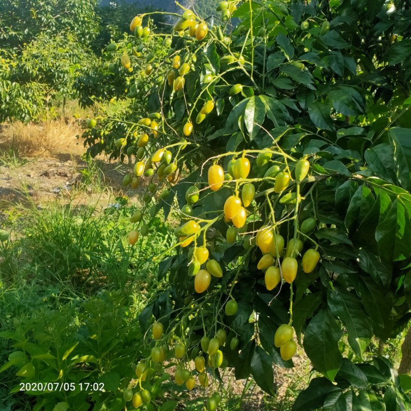 黄皮果供应桂林恭城莲花镇