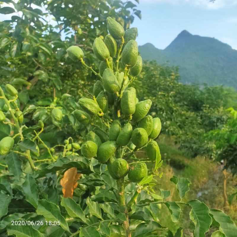 黄皮果供应桂林恭城莲花镇