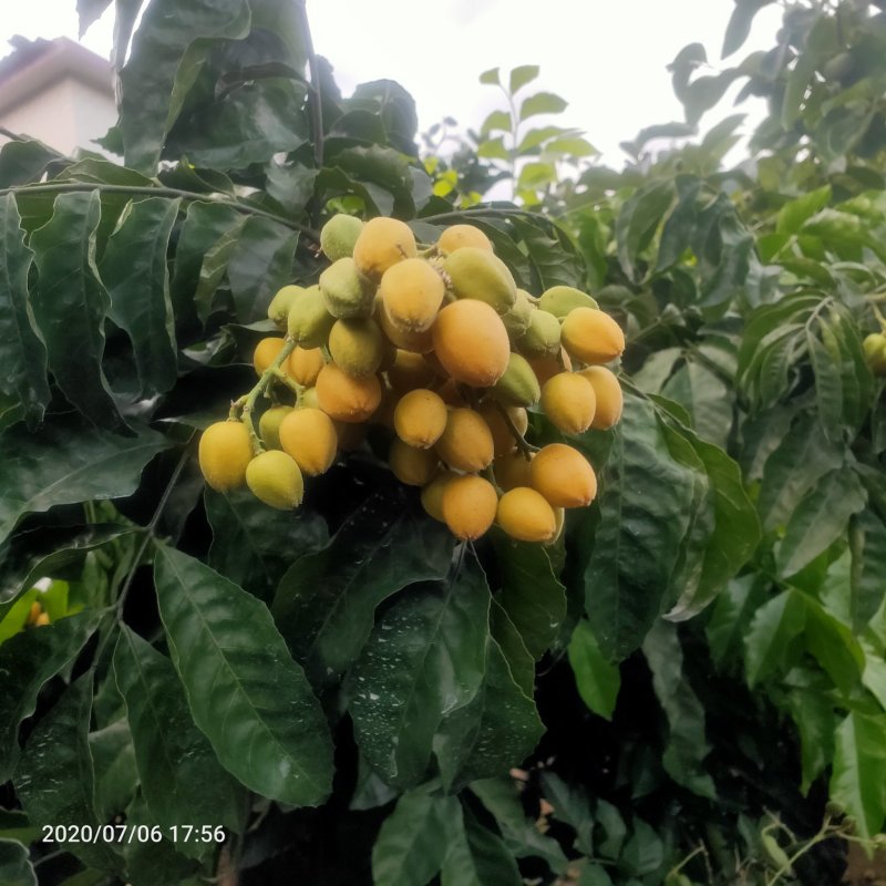 黄皮果供应桂林恭城莲花镇