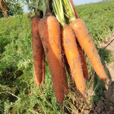 新鲜蔬菜胡萝卜产地直发自家种植诚招代理支持一件代发