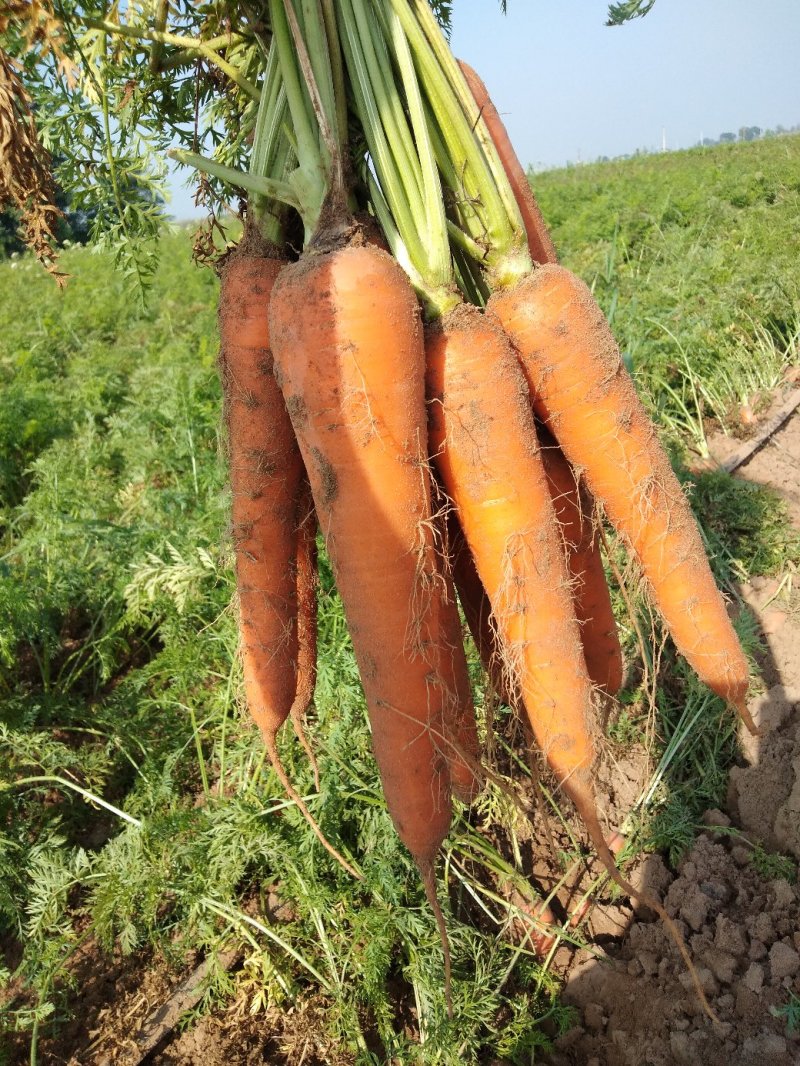 新鲜蔬菜胡萝卜产地直发自家种植诚招代理支持一件代发
