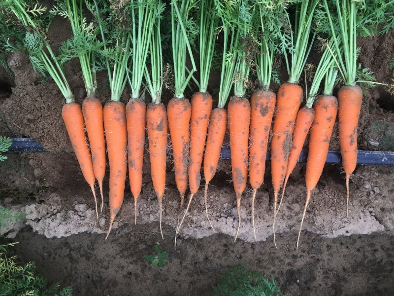 新鲜蔬菜胡萝卜产地直发自家种植诚招代理支持一件代发