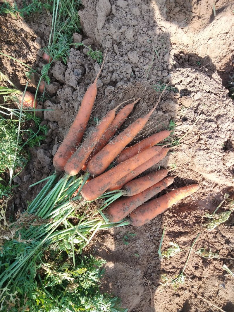 新鲜蔬菜胡萝卜产地直发自家种植诚招代理支持一件代发