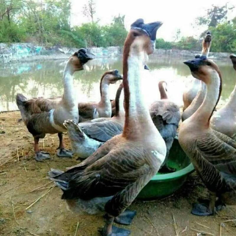 汕头狮头鹅苗、鹅苗，质量保证、包打疫苗放心苗