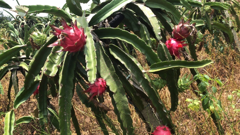火龙果