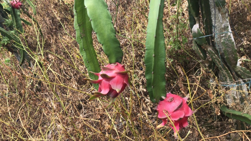 火龙果