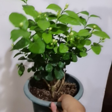 茉莉花盆栽白色重瓣茉莉室内客厅阳台花卉绿植浓香型花卉四季