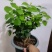 茉莉花盆栽白色重瓣茉莉室内客厅阳台花卉绿植浓香型花卉四季