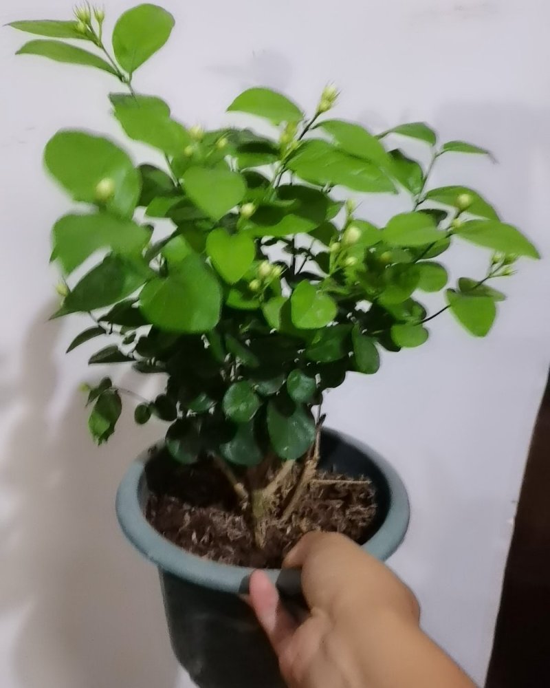 茉莉花盆栽白色重瓣茉莉室内客厅阳台花卉绿植浓香型花卉四季