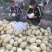 推荐新疆甬甜五号蜜瓜，支持一件代发，品质有保障欢迎采购