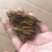 黄连