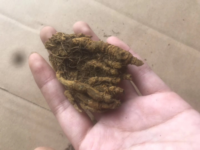 黄连