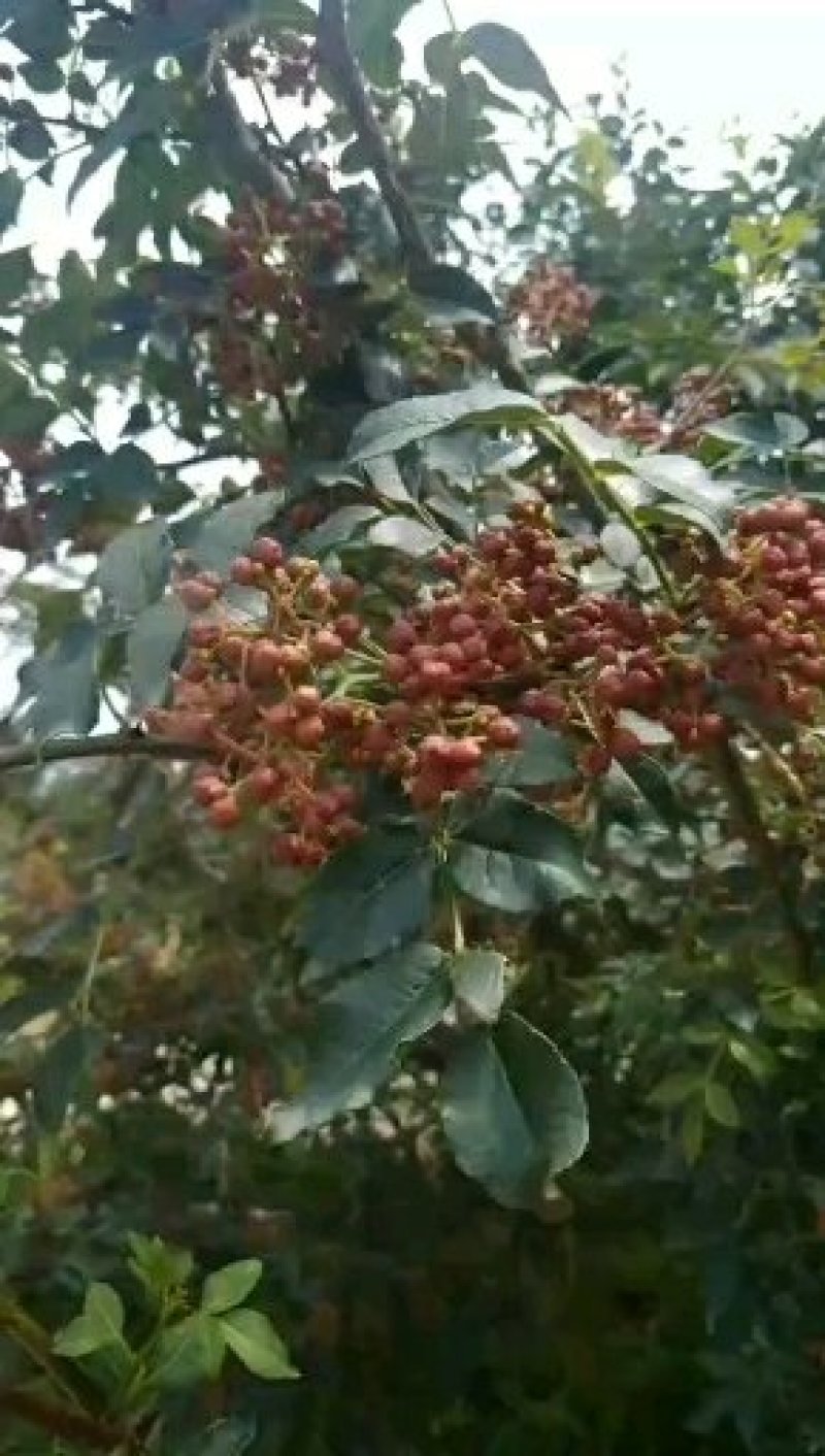 陕西大红袍鲜花椒精品特级大红袍，颜色鲜艳，无蚜虫