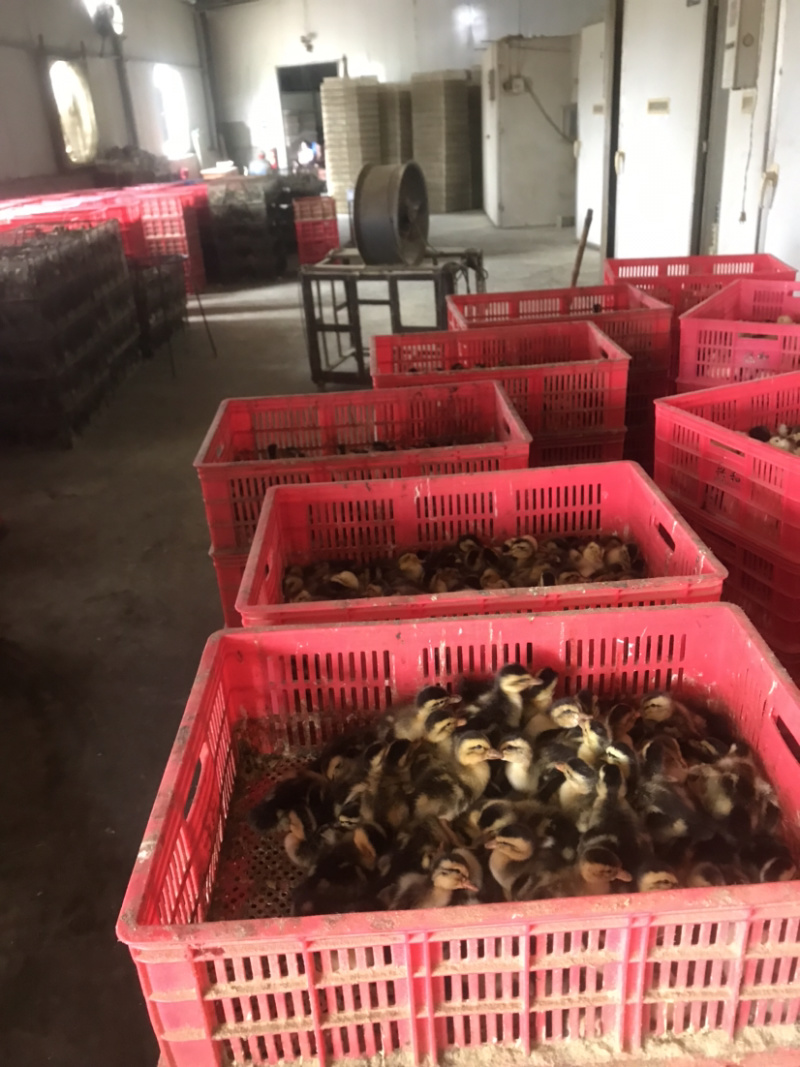 麻鸭青头鸭，厂家直销，可全国发货，大种麻鸭