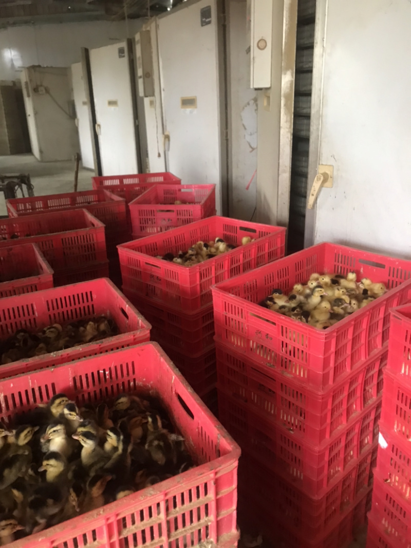 麻鸭青头鸭，厂家直销，可全国发货，大种麻鸭