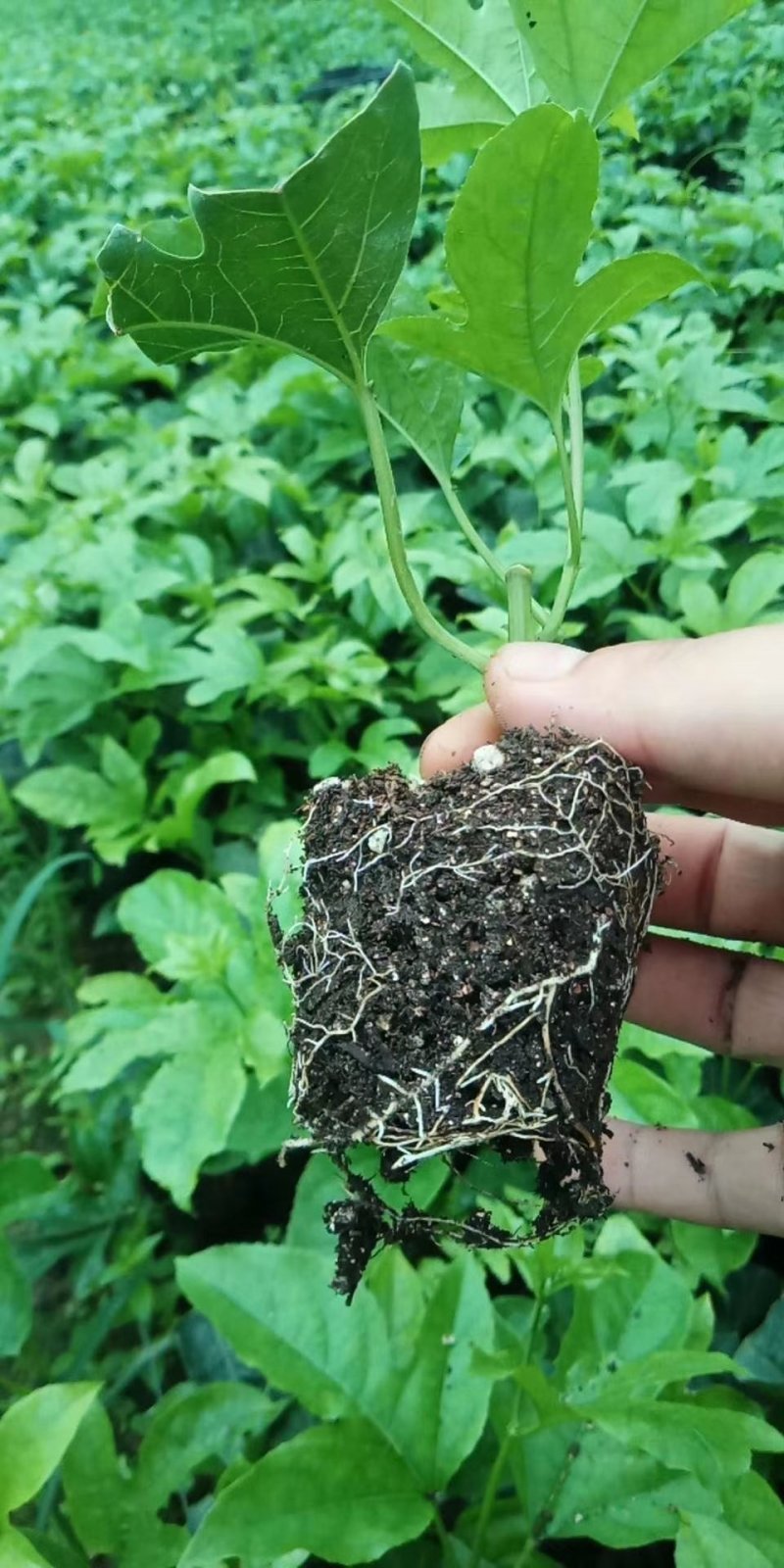 百香果苗