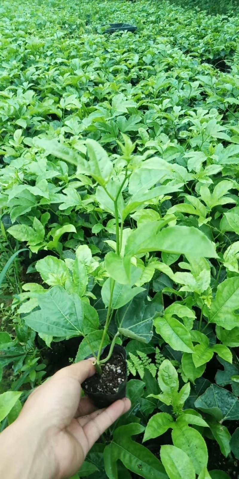 百香果苗
