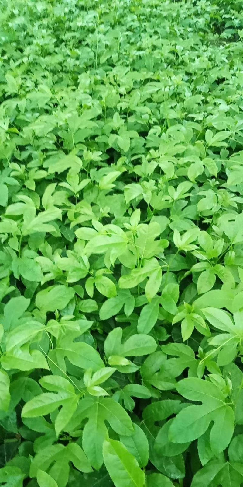百香果苗