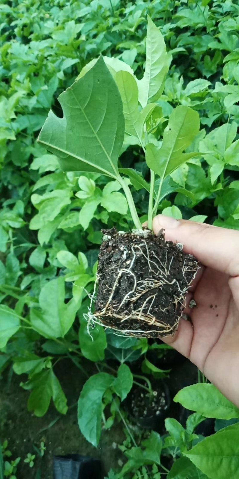 百香果苗