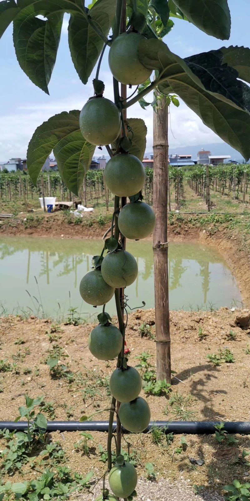 百香果苗