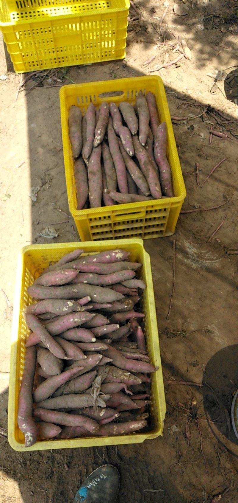 新鲜蔬菜沙地板栗红薯秦暑一手货源产地直发自家种植量大从优
