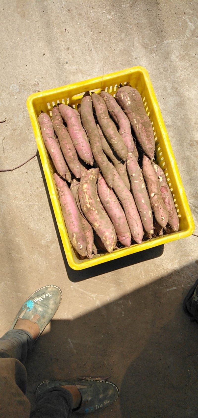 新鲜蔬菜沙地板栗红薯秦暑一手货源产地直发自家种植量大从优