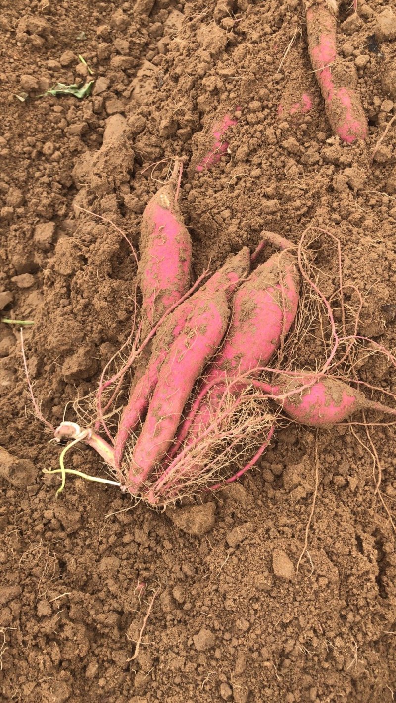 新鲜蔬菜沙地板栗红薯秦暑一手货源产地直发自家种植量大从优