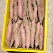 新鲜蔬菜沙地板栗红薯秦暑一手货源产地直发自家种植量大从优