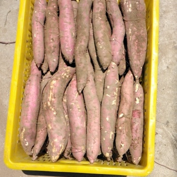 新鲜蔬菜沙地板栗红薯秦暑一手货源产地直发自家种植量大从优