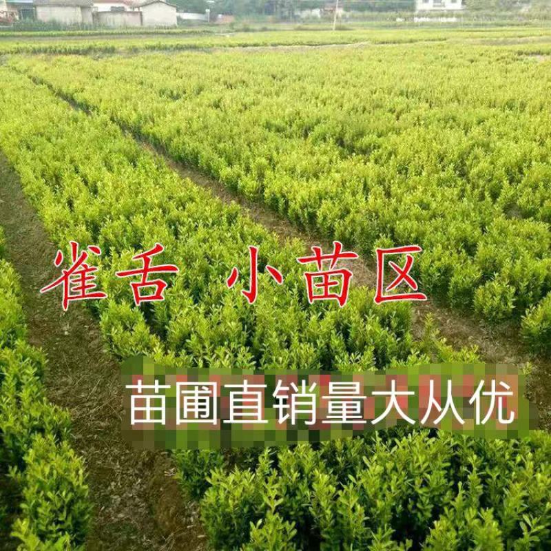 雀舌黄杨球雀舌黄杨苗雀舌黄杨小苗黄杨狮子头黄杨