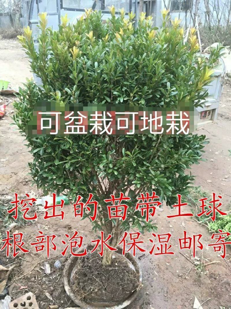 雀舌黄杨球雀舌黄杨苗雀舌黄杨小苗黄杨狮子头黄杨