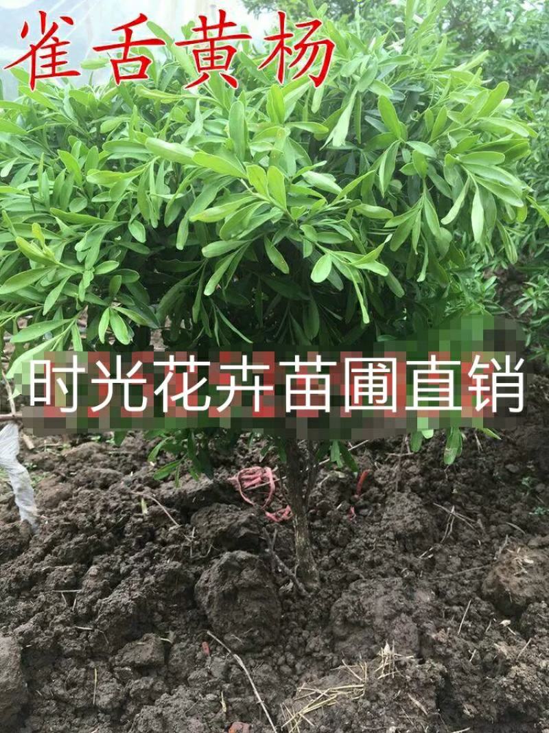 雀舌黄杨球雀舌黄杨苗雀舌黄杨小苗黄杨狮子头黄杨