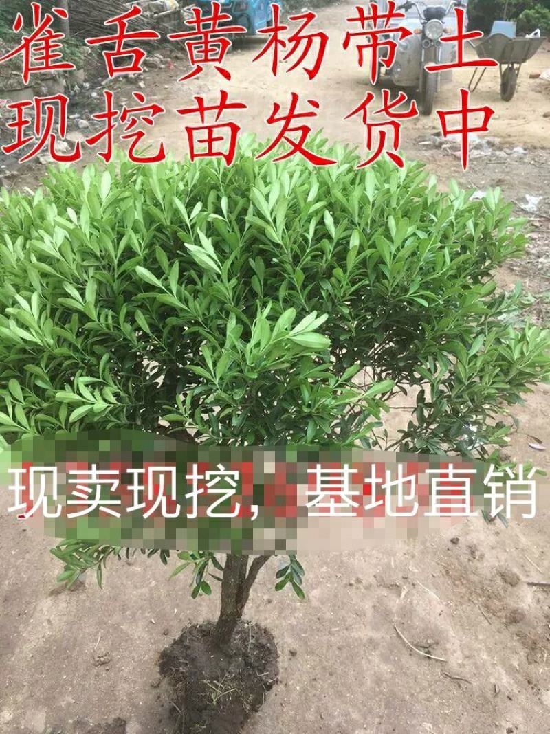 雀舌黄杨球雀舌黄杨苗雀舌黄杨小苗黄杨狮子头黄杨