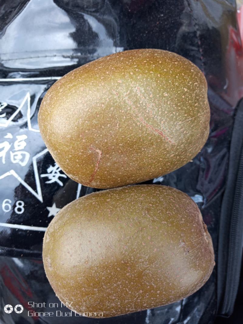 【精品猕猴桃】嫁接苗粗度0.6cm，高度20cm以上