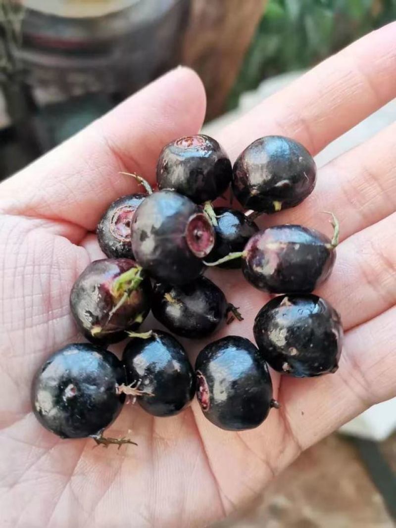 蜘蛛果苗，红果参苗，新型果树奇特水果，欢迎你！