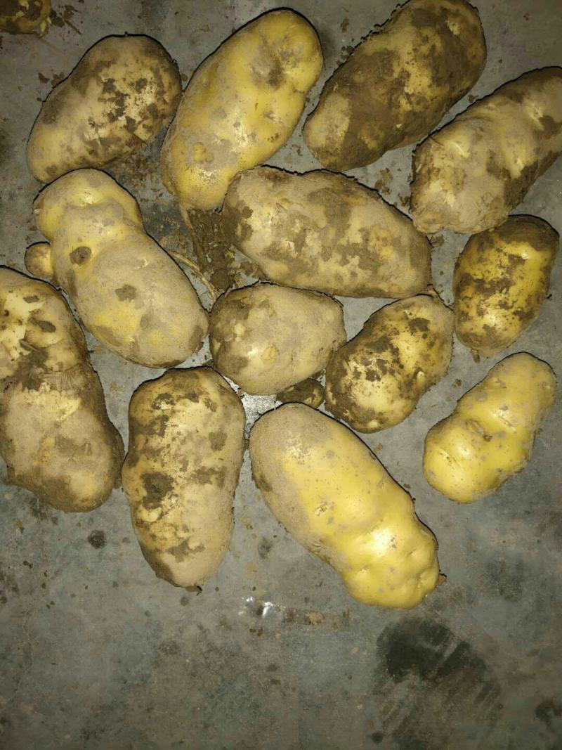 金八土豆