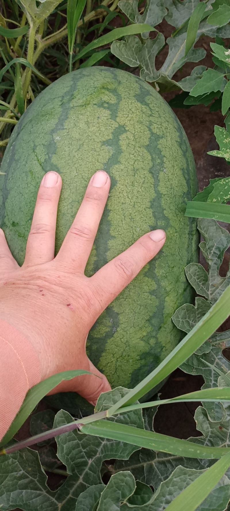 自家农场种植的世纪168特甜大西瓜
