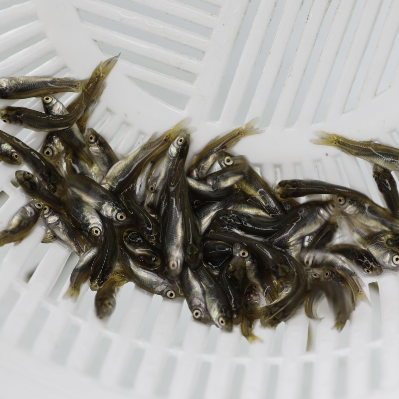 草鱼苗草鱼夏花草鱼批发直销