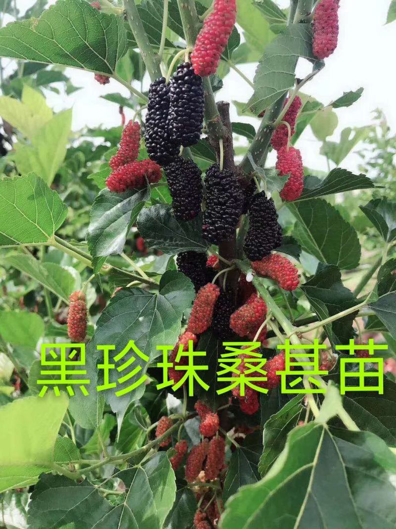 桑葚苗，三年生桑葚苗批发价，桑葚苗批发价，桑葚照片。