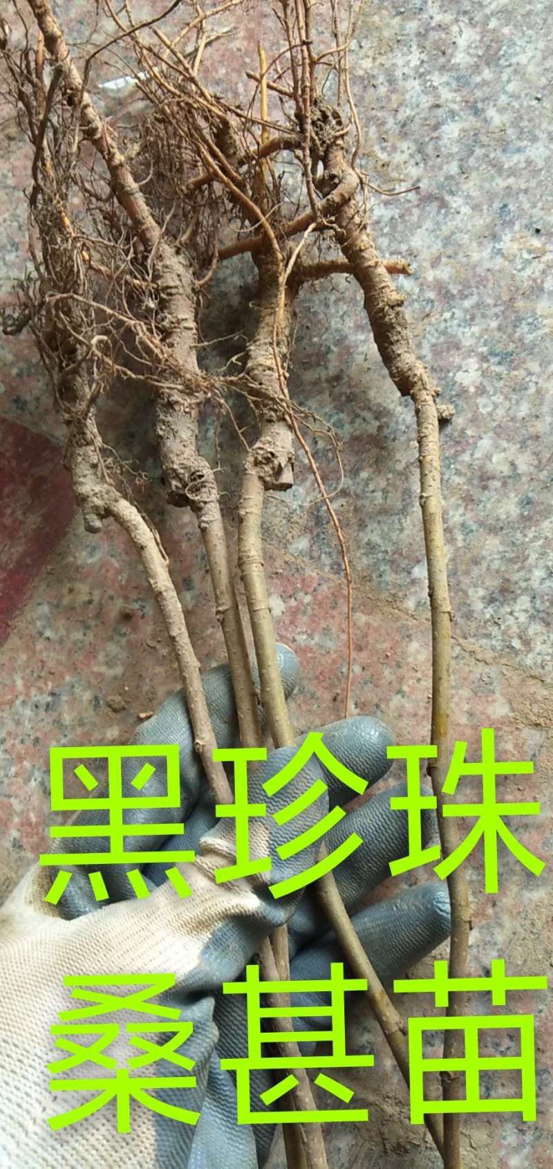 桑葚苗，三年生桑葚苗批发价，桑葚苗批发价，桑葚照片。