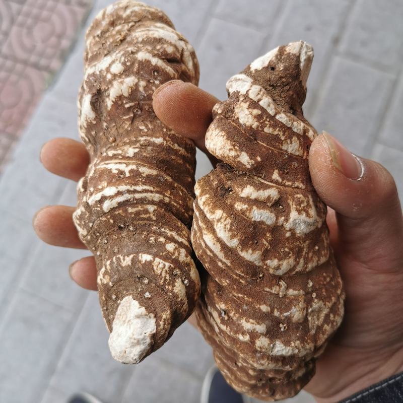 重楼，野生重楼重楼片重楼个子露生物科技露包邮